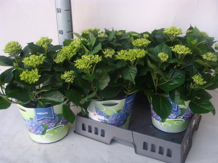 <h4>Hydrangea mac. ...</h4>