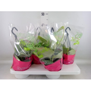 Scindapsus pictus 'Trebie'