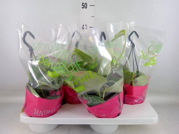 <h4>Scindapsus pictus 'Trebie'</h4>