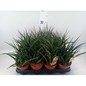 Sansevieria  'Fernwood'