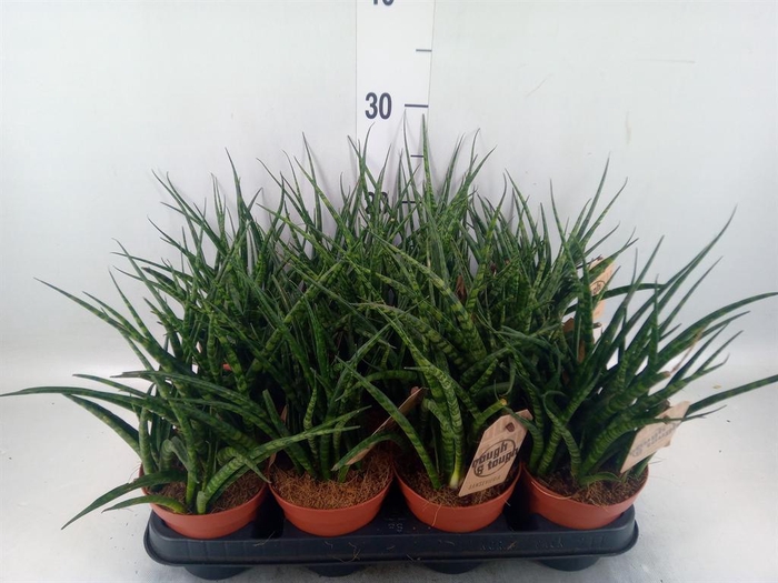 <h4>Sansevieria  'Fernwood'</h4>