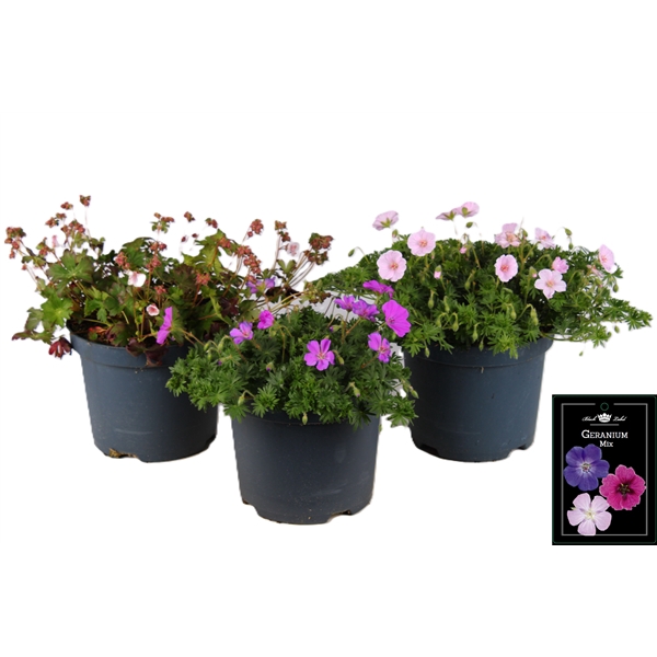 <h4>Geranium mixlaag</h4>