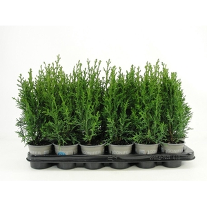 Chamaecyparis Robusta