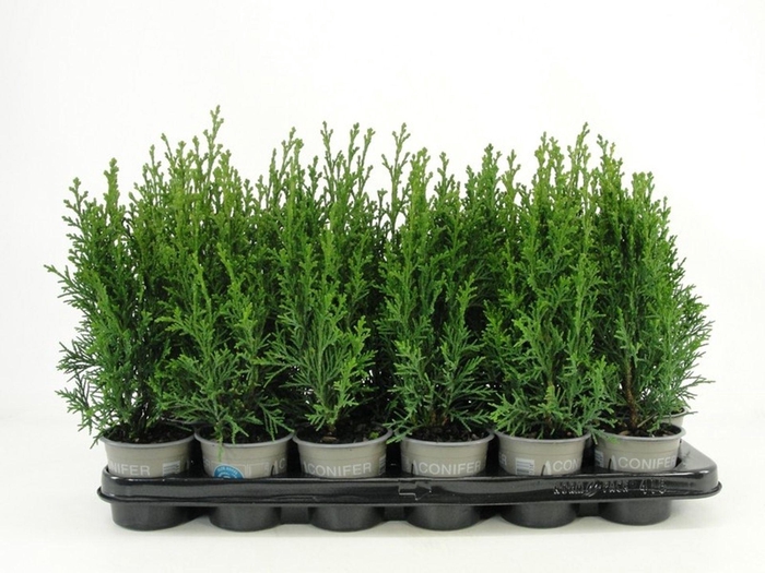 <h4>Chamaecyparis Robusta</h4>