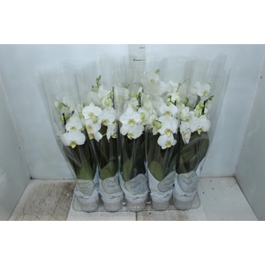 PHALAENOPSIS P12 BRANCO 2 HT