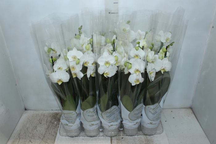 <h4>PHALAENOPSIS P12 BRANCO 2 HT</h4>