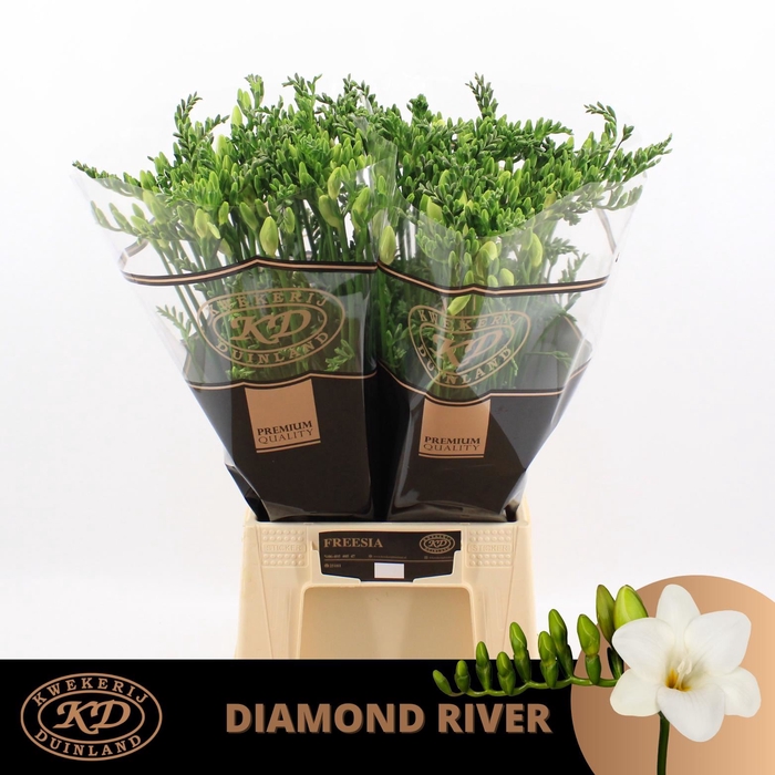 <h4>Freesia enk Diamond River</h4>