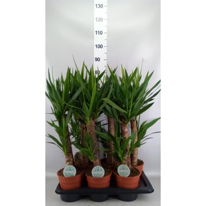 Yucca   ...