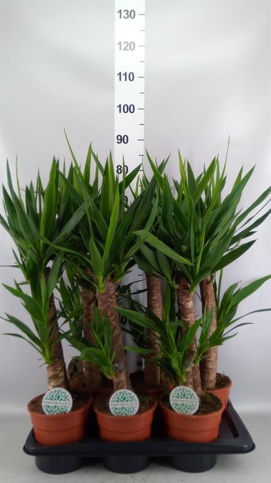 <h4>Yucca   ...</h4>