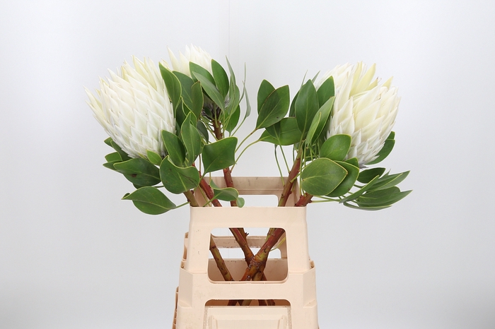 <h4>Protea Cynaroides Ar</h4>
