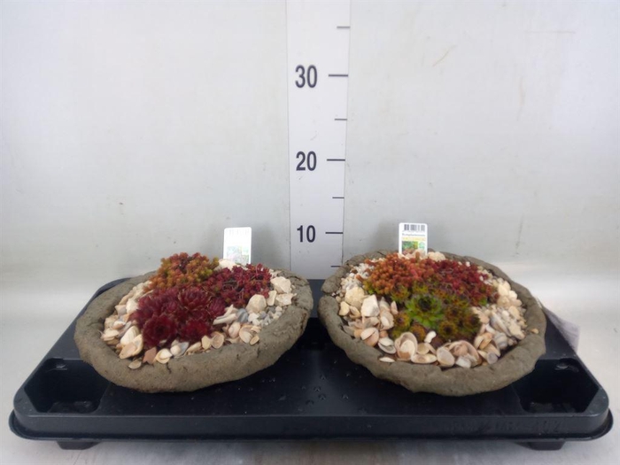<h4>Arr.   Tuinplanten L%</h4>