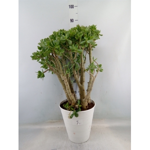 Crassula arborescens