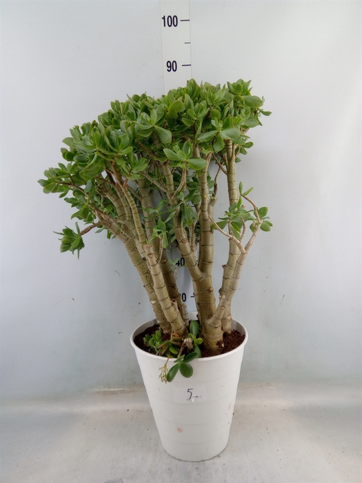 <h4>Crassula arborescens</h4>