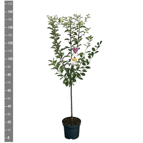 <h4>Prunus d. Mirabelle de Nancy struik</h4>