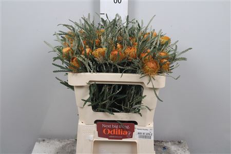 <h4>Banksia Formosa</h4>
