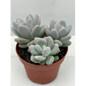 PACHYPHYTUM OVIFERUM