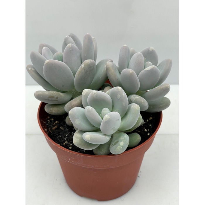 <h4>PACHYPHYTUM OVIFERUM</h4>