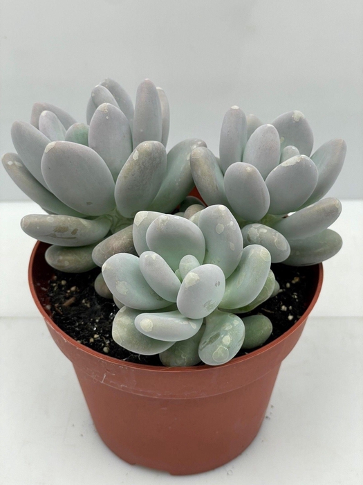 PACHYPHYTUM OVIFERUM