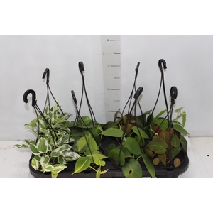 PLANTA PENDENTE VARIADO C13