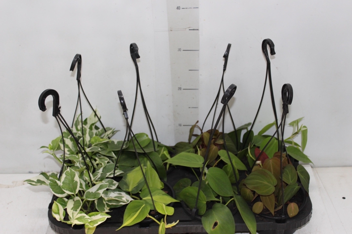 <h4>PLANTA PENDENTE VARIADO C13</h4>
