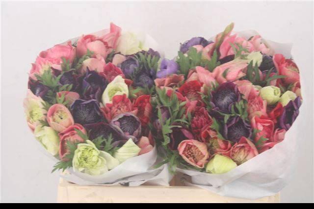 <h4>ANEM CO FULLSTAR GEM</h4>