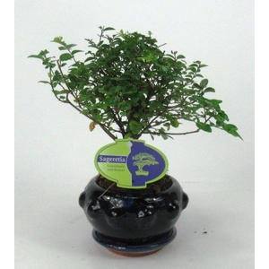 sageretia theezans, 13 cm., broom, with driptray