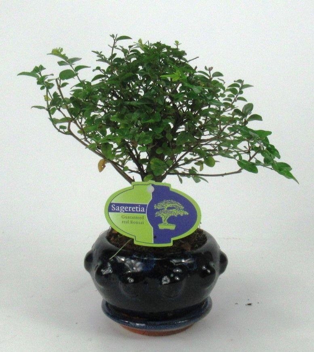 <h4>sageretia theezans, 13 cm., broom, with driptray</h4>