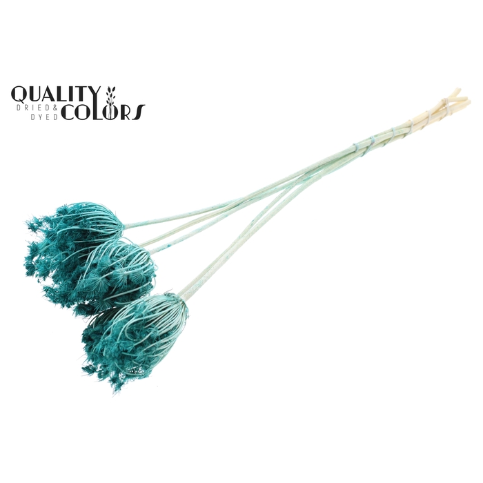 <h4>Ammi Majus 4-6cm 5pc/bunch Bleached Turquoise</h4>