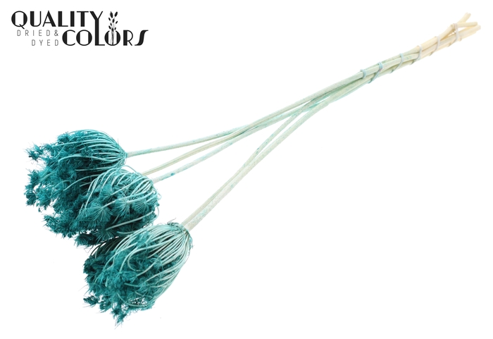 <h4>Ammi Majus 4-6cm 5pc/bunch Bleached Turquoise</h4>