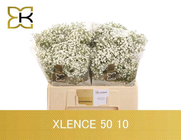 <h4>GYPS PA XLENCE</h4>