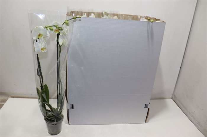<h4>Phal Nottingham - 2 Spike 12cm</h4>