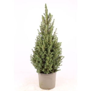 Picea glauca Conica