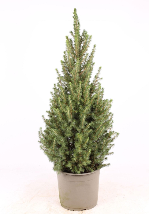 <h4>Picea glauca Conica</h4>