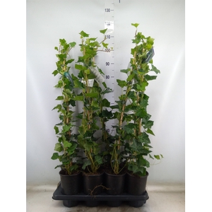 Hedera hibernica