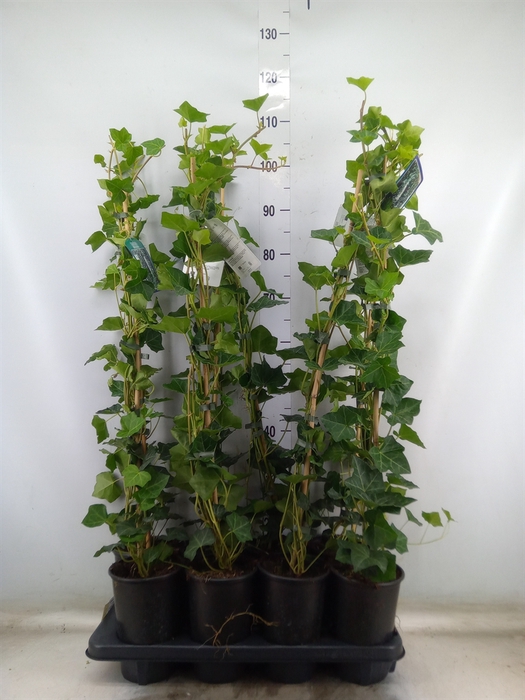 <h4>Hedera hibernica</h4>