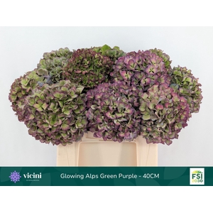 Hydrangea  'Glowing Alp Purple'  CL
