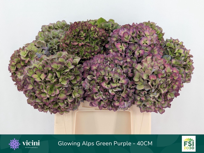 <h4>Hydrangea  'Glowing Alp Purple'  CL</h4>