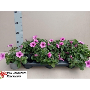 PET ROSE VEIN SURFIN