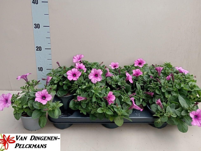 <h4>PET ROSE VEIN SURFIN</h4>