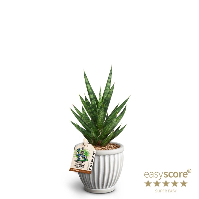 SANSEVIERIA TRIFASCIATA