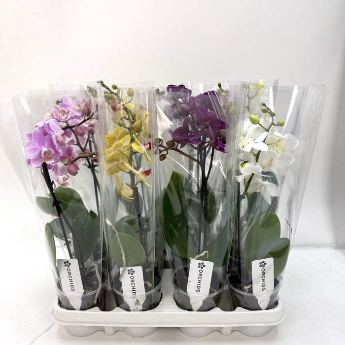 <h4>No9 Phalaenopsis 1 tak Mix A2</h4>