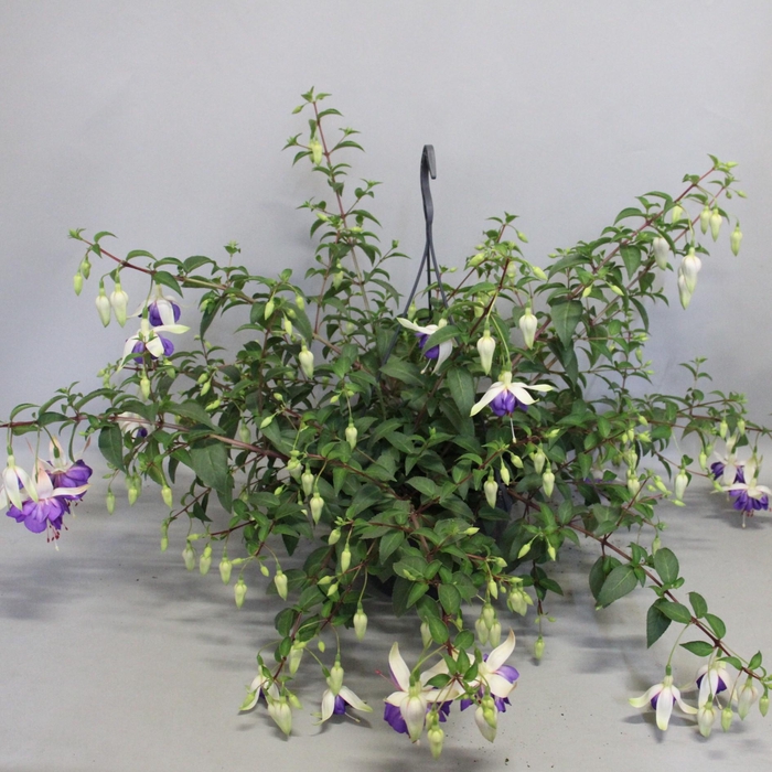 <h4>Hangpotten 23 cm Fuchsia Blue Angel</h4>