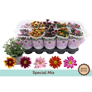 Chrysant Special Mix