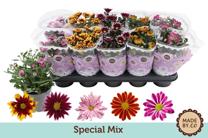 <h4>Chrysant Special Mix</h4>