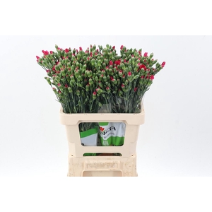 Di Solomio Imre 55cm