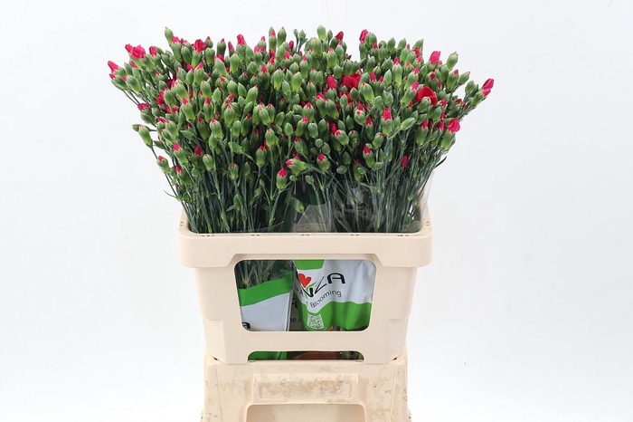 <h4>Di Tr Solomio Imre x20</h4>