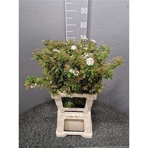 Spiraea Ov