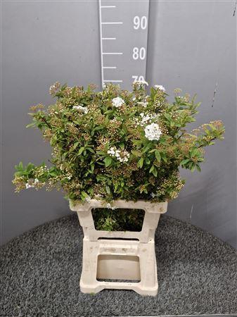 <h4>Spiraea Ov</h4>