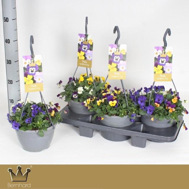 <h4>VIO CO EM GEM</h4>