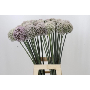 Allium porrum 'Kenton'